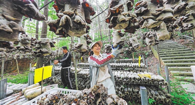 量发展产业调研】林下生金不朽情缘游戏平台【高质(图3)